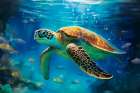 Green sea turtle underwater Art Print